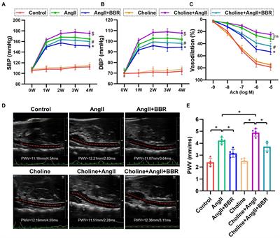 Berberine Improves Vascular Dysfunction by Inhibiting Trimethylamine-N-oxide via Regulating the Gut Microbiota in Angiotensin II-Induced Hypertensive Mice